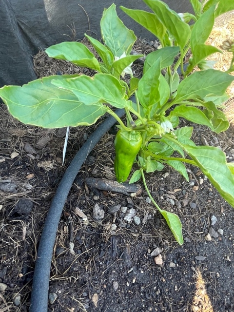 Jalapeno.plant